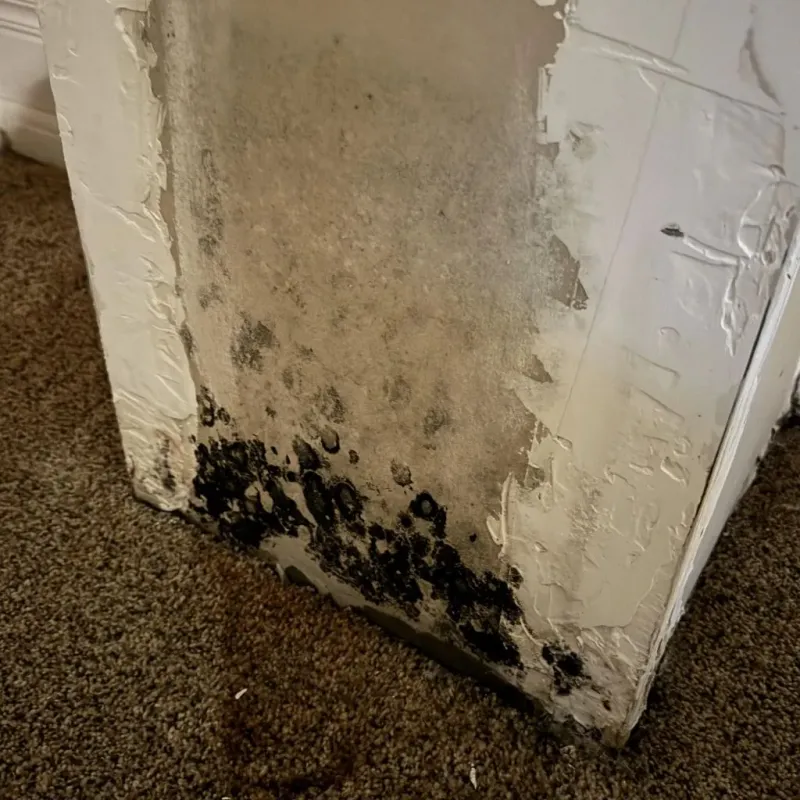 Professional Mold Removal in Waltham, MA